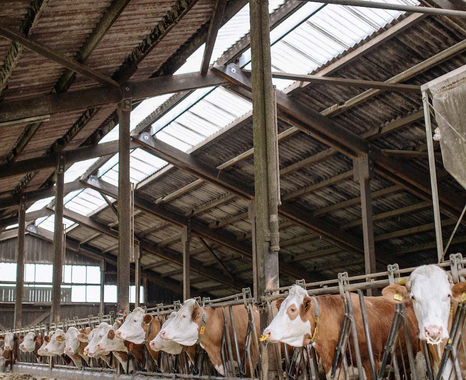 polycarbonate sheet roofing for cattle