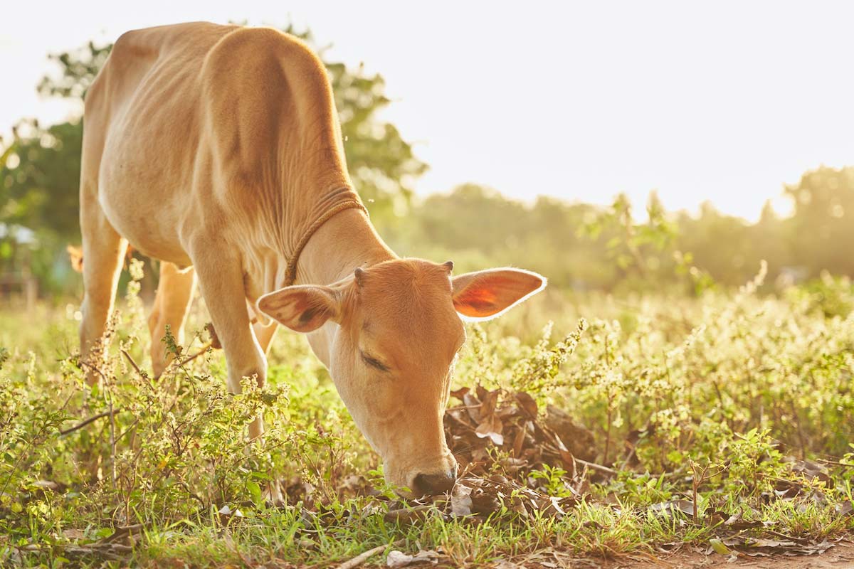 polycarbonate sheet roofing for cattle