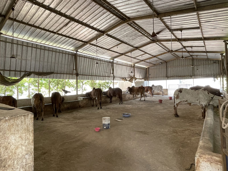 Cow Care Facility